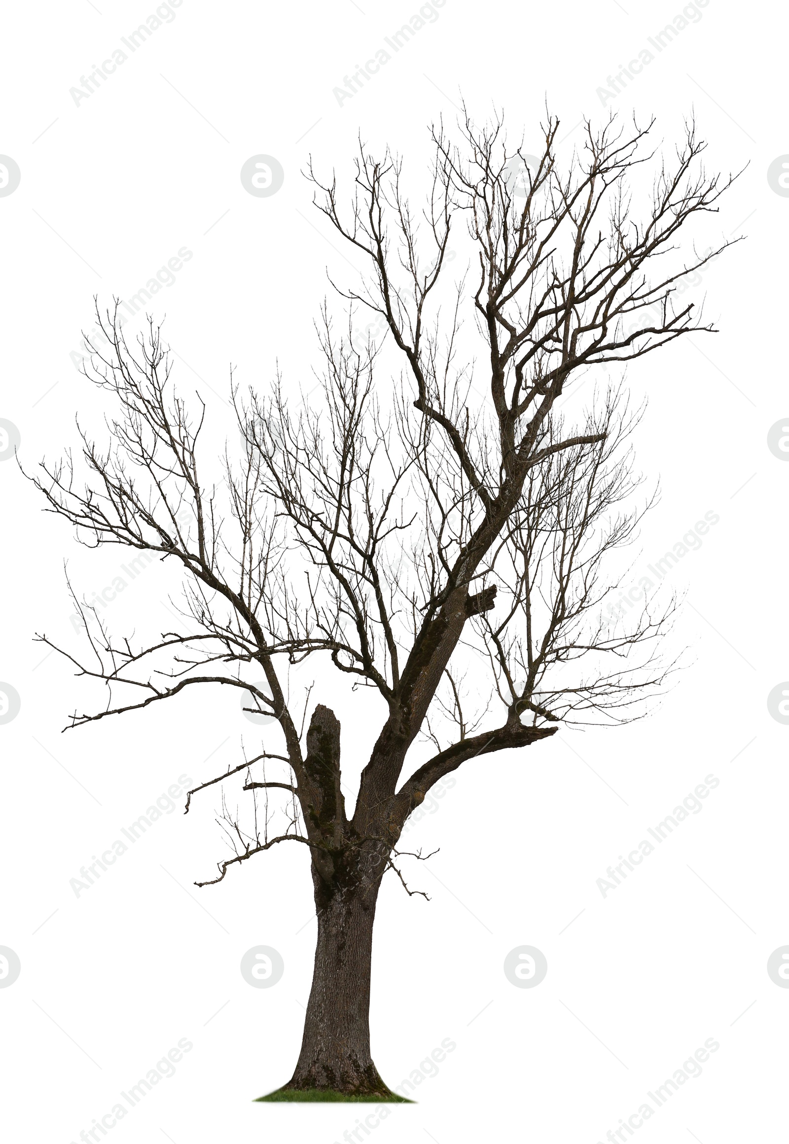 Image of Tree with bare branches isolated on white