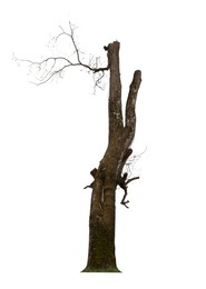 Image of Tree with bare branches isolated on white