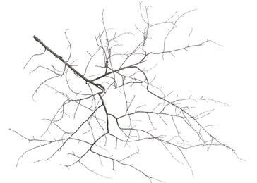 Image of Tree branch without leaves isolated on white