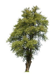 Image of Tree with bright green leaves isolated on white