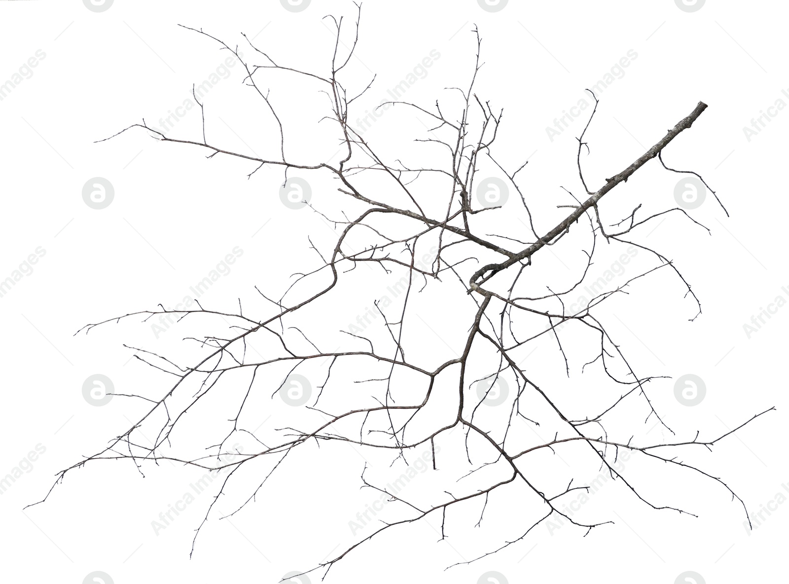 Tree branch without leaves isolated on white Image of Tree branch without leaves isolated on white