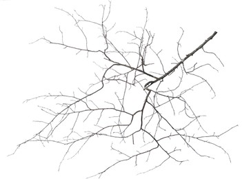 Image of Tree branch without leaves isolated on white
