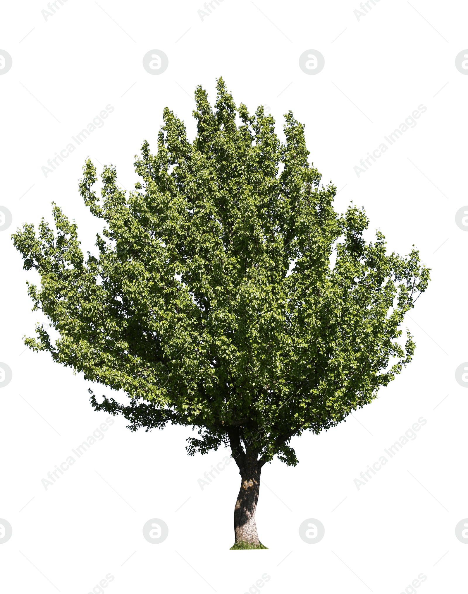 Image of Tree with bright green leaves isolated on white