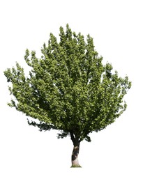 Image of Tree with bright green leaves isolated on white