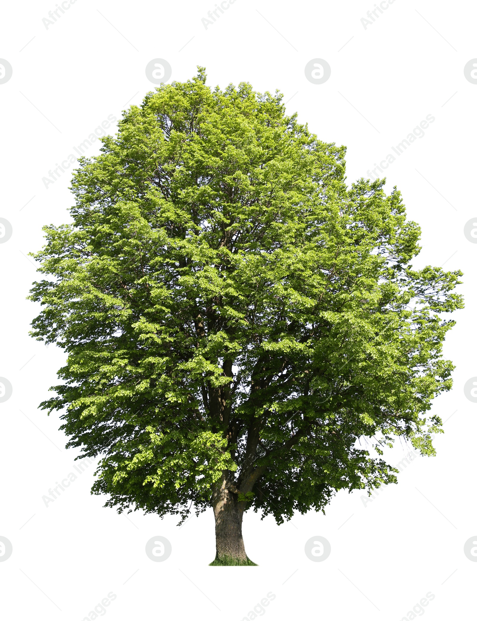 Image of Tree with bright green leaves isolated on white