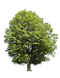 Image of Tree with bright green leaves isolated on white