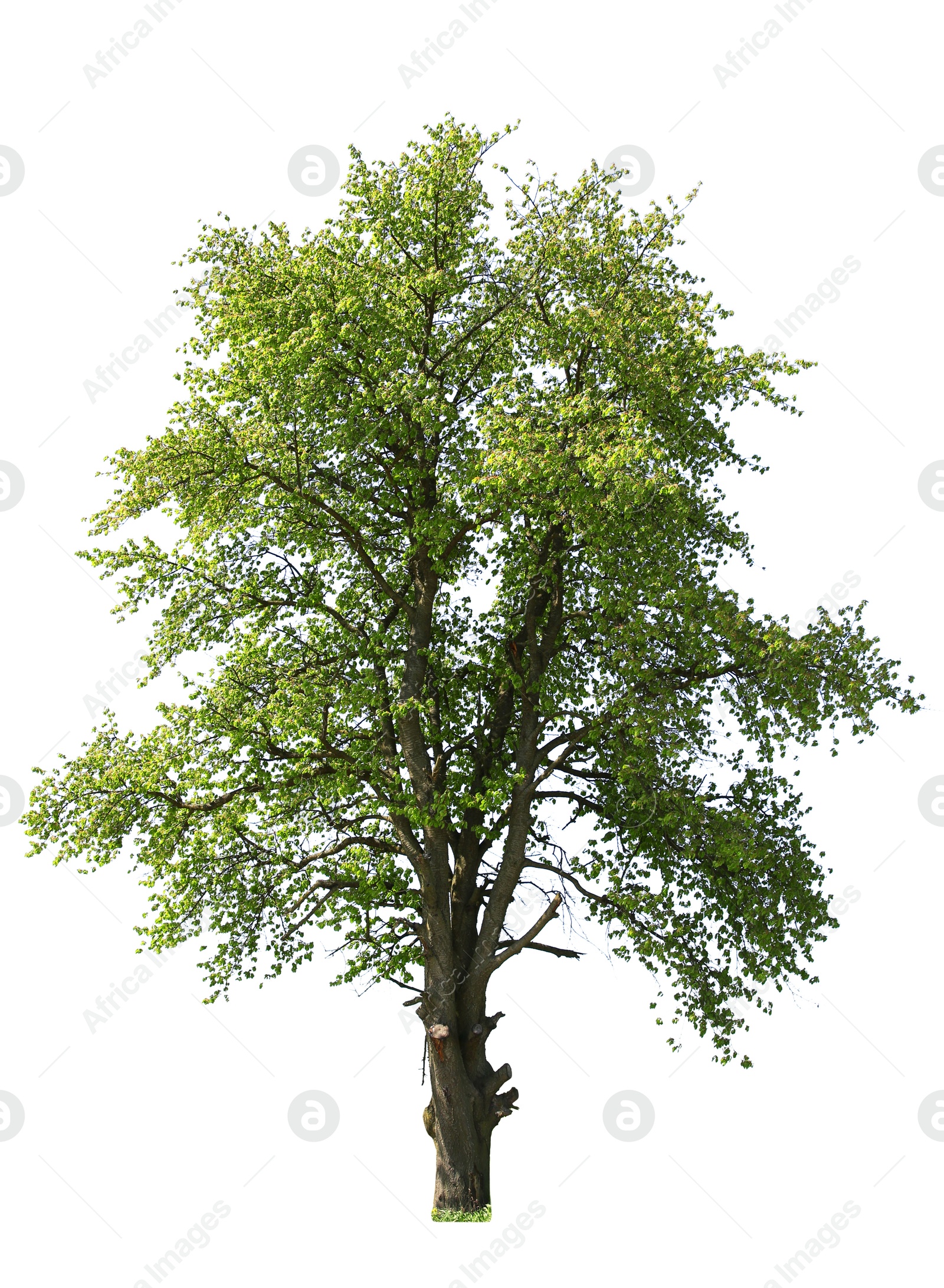 Image of Tree with bright green leaves isolated on white