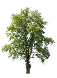 Image of Tree with bright green leaves isolated on white