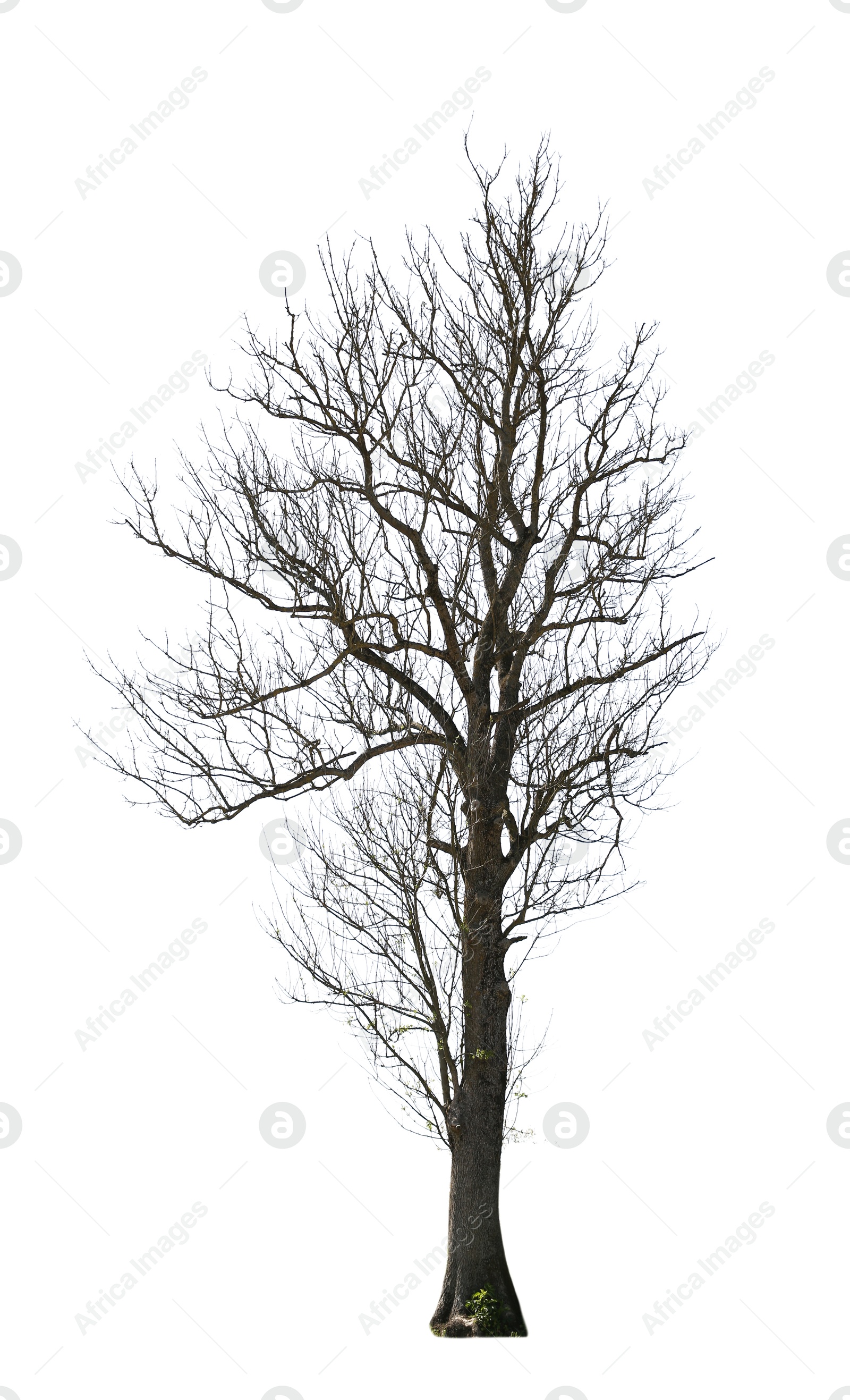 Image of Tree with bare branches isolated on white