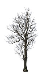 Image of Tree with bare branches isolated on white