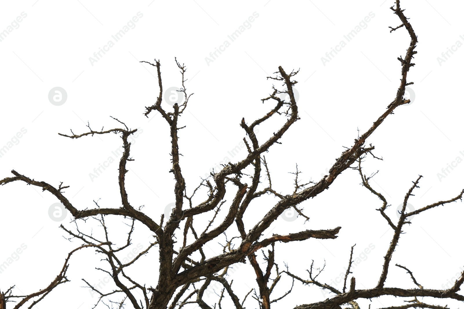 Tree branches without leaves isolated on white Image of Tree branches without leaves isolated on white