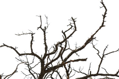 Image of Tree branches without leaves isolated on white