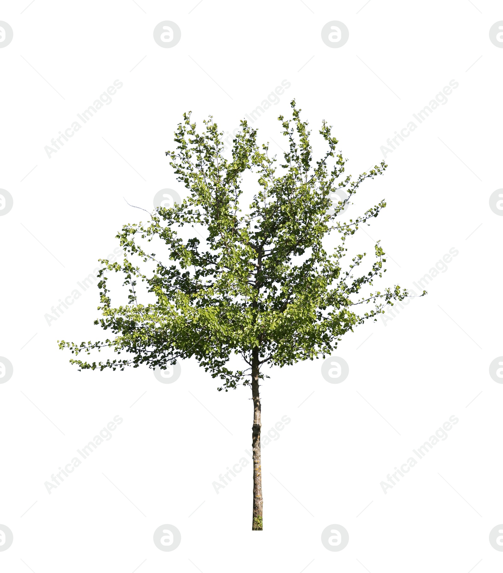 Tree with bright green leaves isolated on white Image of Tree with bright green leaves isolated on white