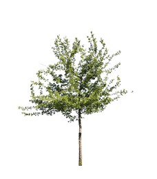 Image of Tree with bright green leaves isolated on white