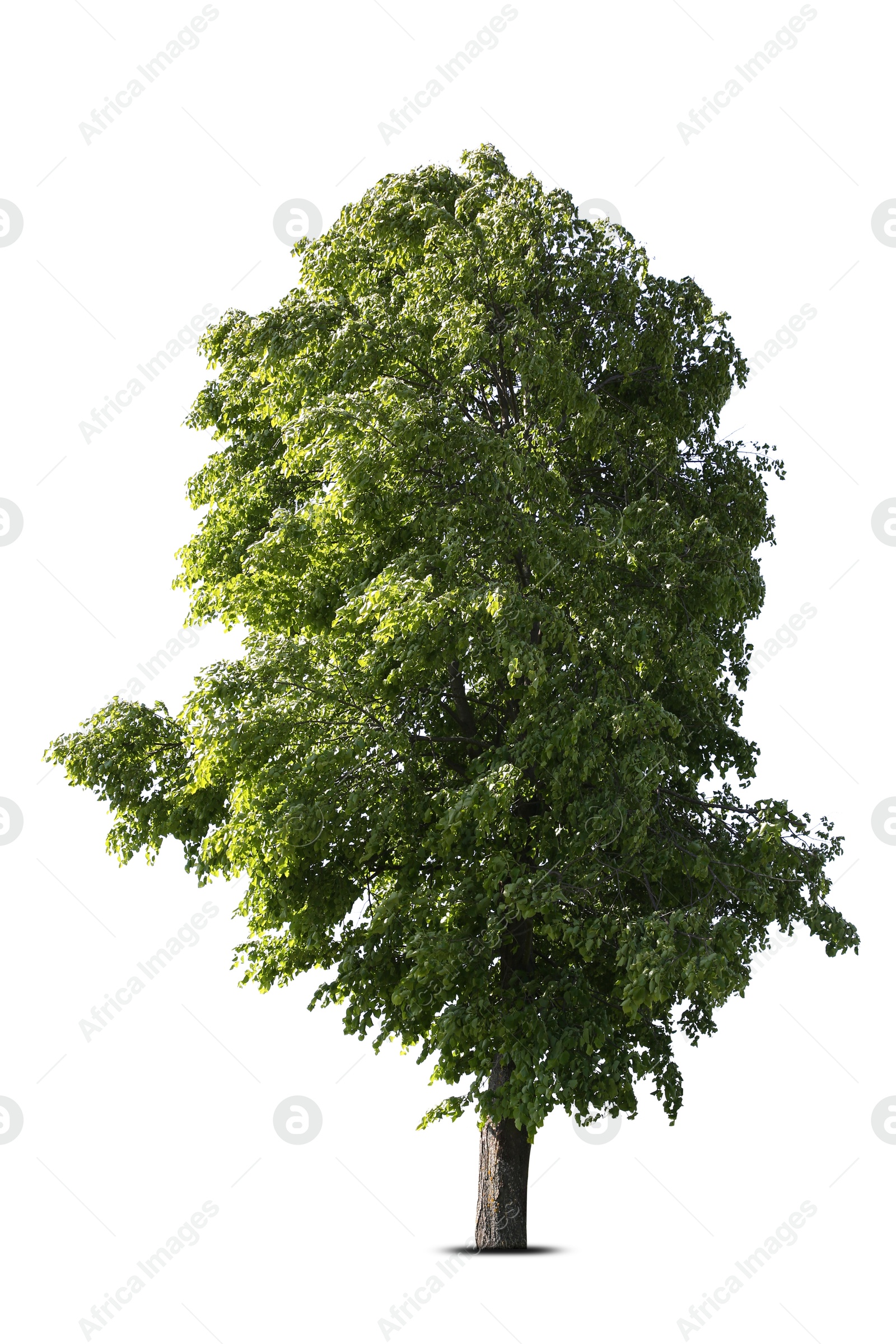 Tree with bright green leaves isolated on white Image of Tree with bright green leaves isolated on white