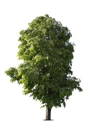 Image of Tree with bright green leaves isolated on white