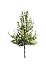 Image of Tree with bright green leaves isolated on white