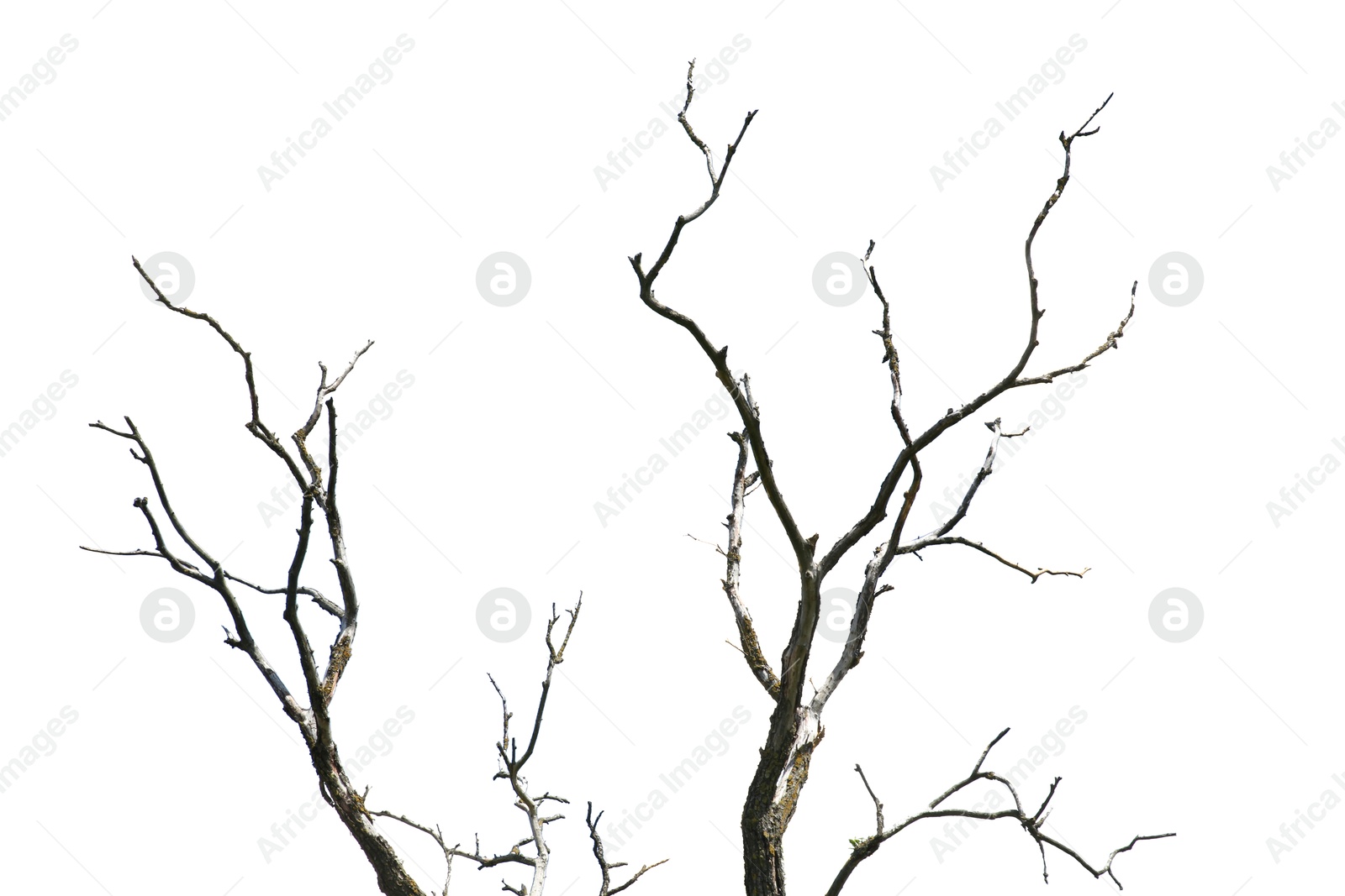 Tree branches without leaves isolated on white Image of Tree branches without leaves isolated on white