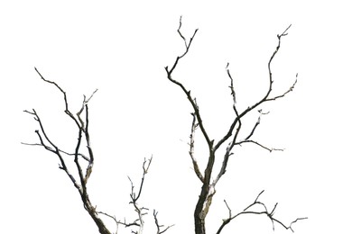 Image of Tree branches without leaves isolated on white