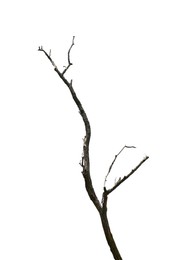 Image of Tree branch without leaves isolated on white