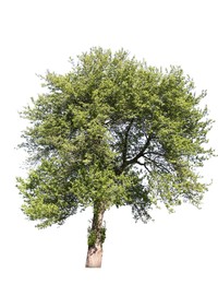 Image of Tree with bright green leaves isolated on white