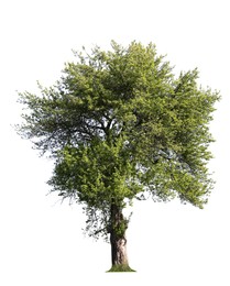 Image of Tree with bright green leaves isolated on white