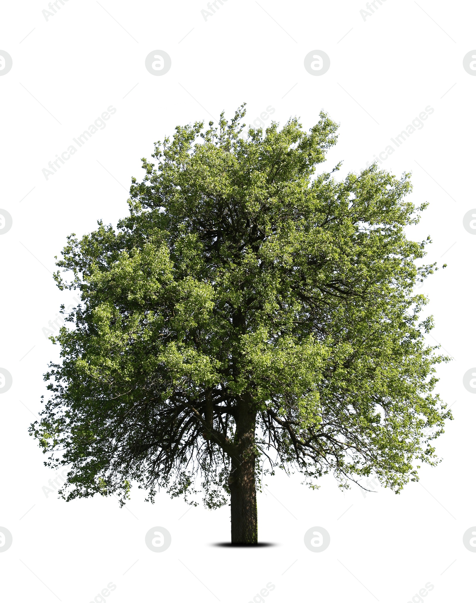 Image of Tree with bright green leaves isolated on white