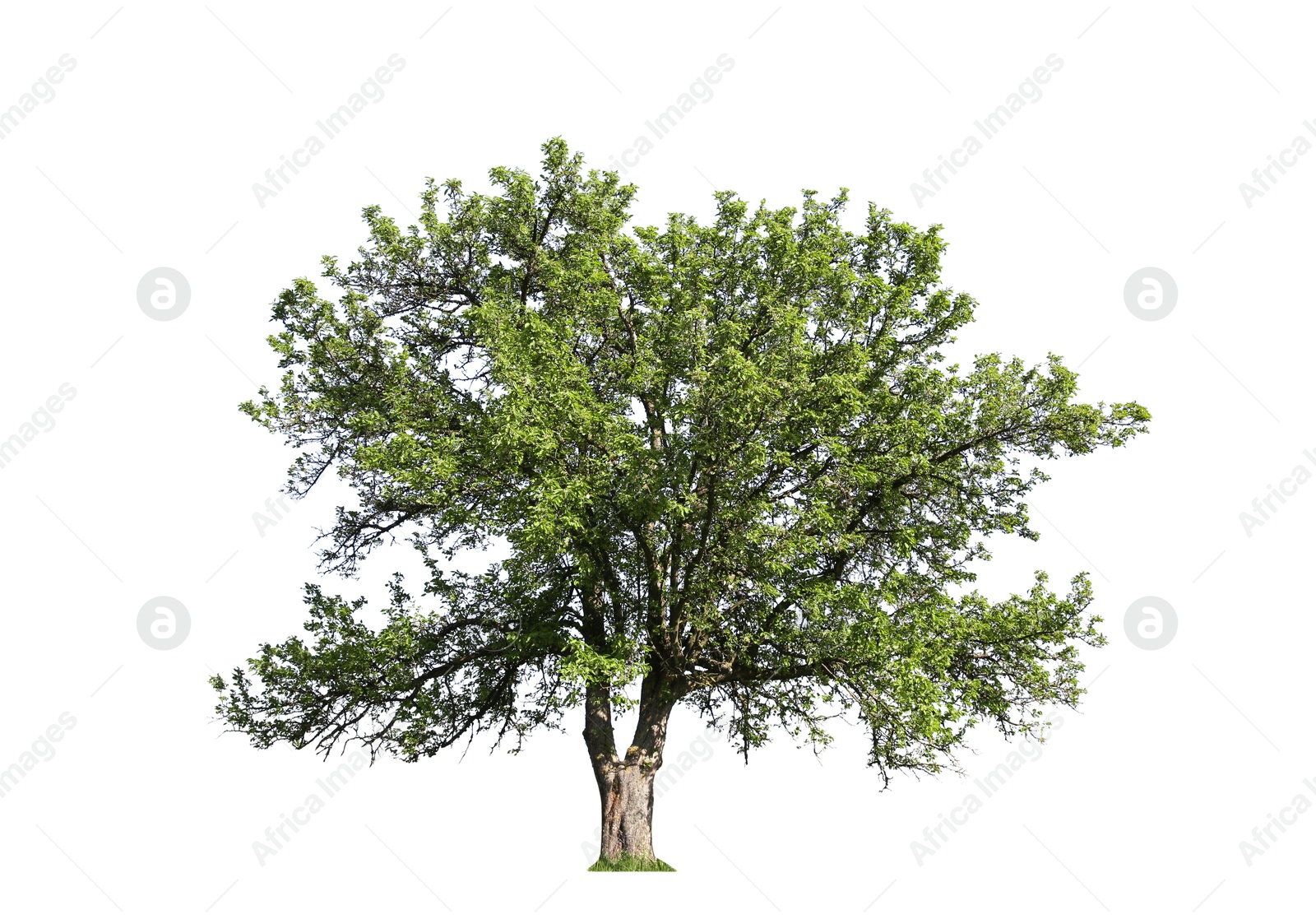 Tree with bright green leaves isolated on white Image of Tree with bright green leaves isolated on white