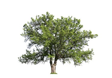 Image of Tree with bright green leaves isolated on white