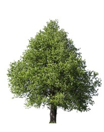 Image of Tree with bright green leaves isolated on white