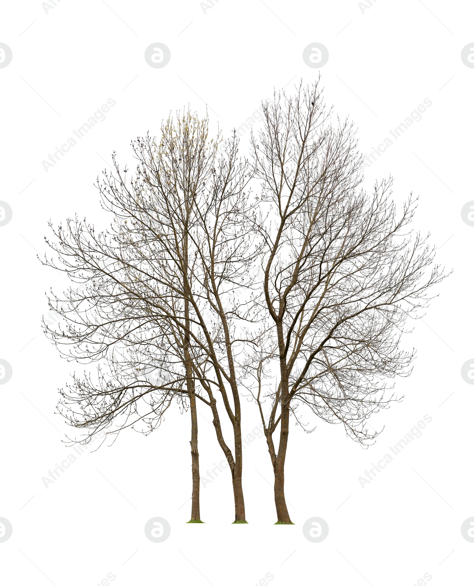 Image of Trees with bare branches isolated on white