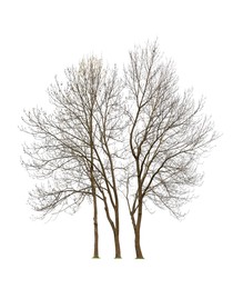 Image of Trees with bare branches isolated on white