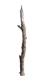Image of Tree branch without leaves isolated on white