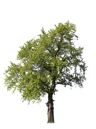 Image of Tree with bright green leaves isolated on white