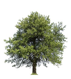 Image of Tree with bright green leaves isolated on white