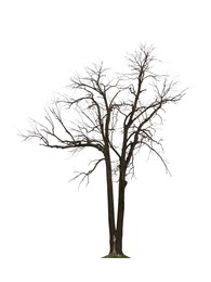 Image of Tree with bare branches isolated on white