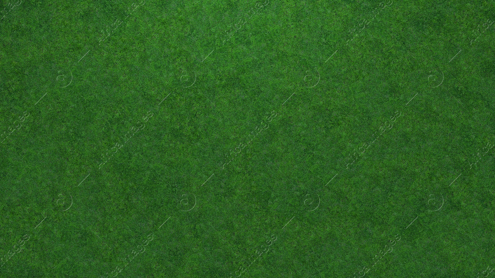 Image of Lush green grass, top view. Banner design