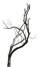 Image of Tree branch without leaves isolated on white