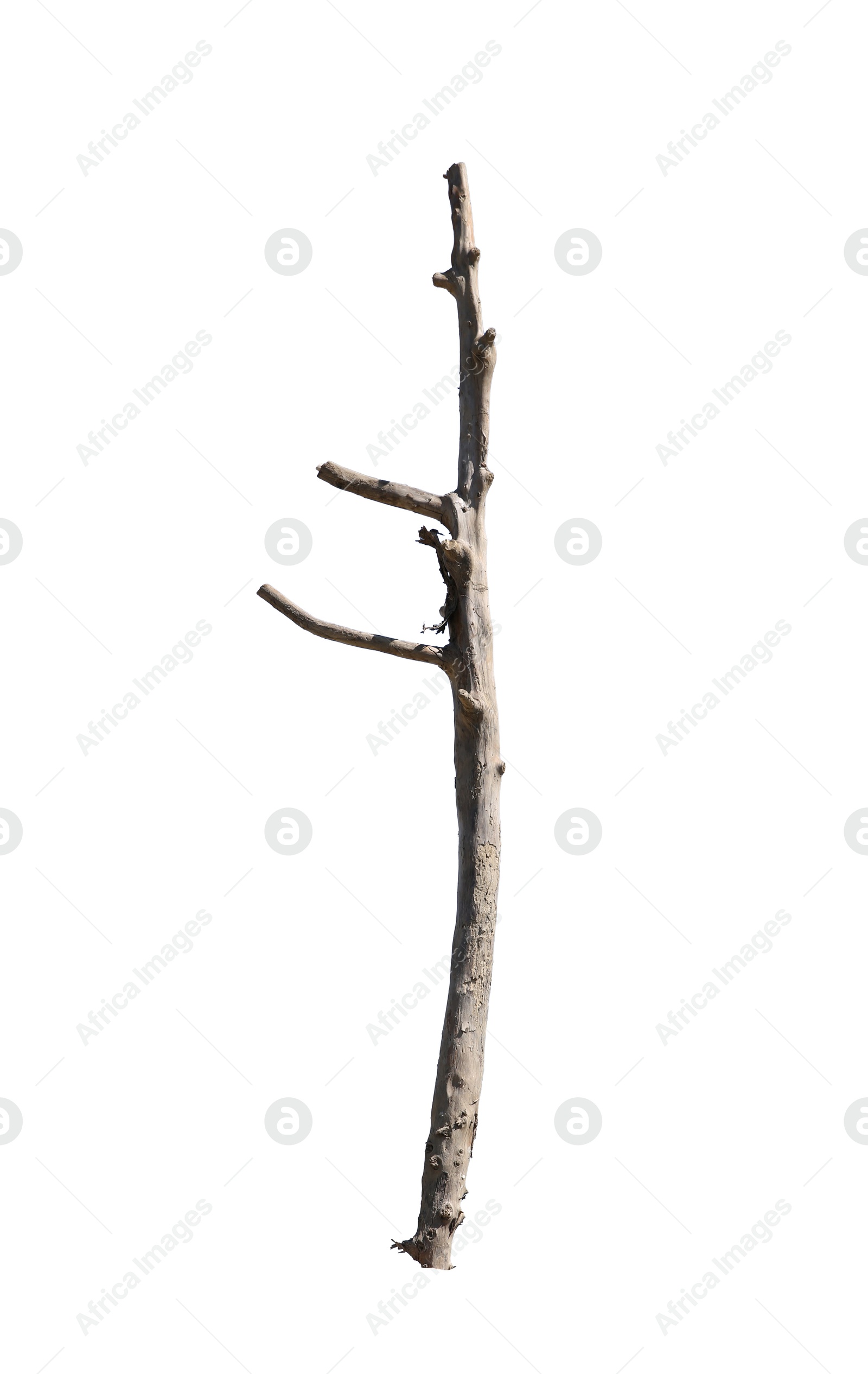 Tree branch without leaves isolated on white Image of Tree branch without leaves isolated on white