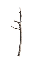 Image of Tree branch without leaves isolated on white