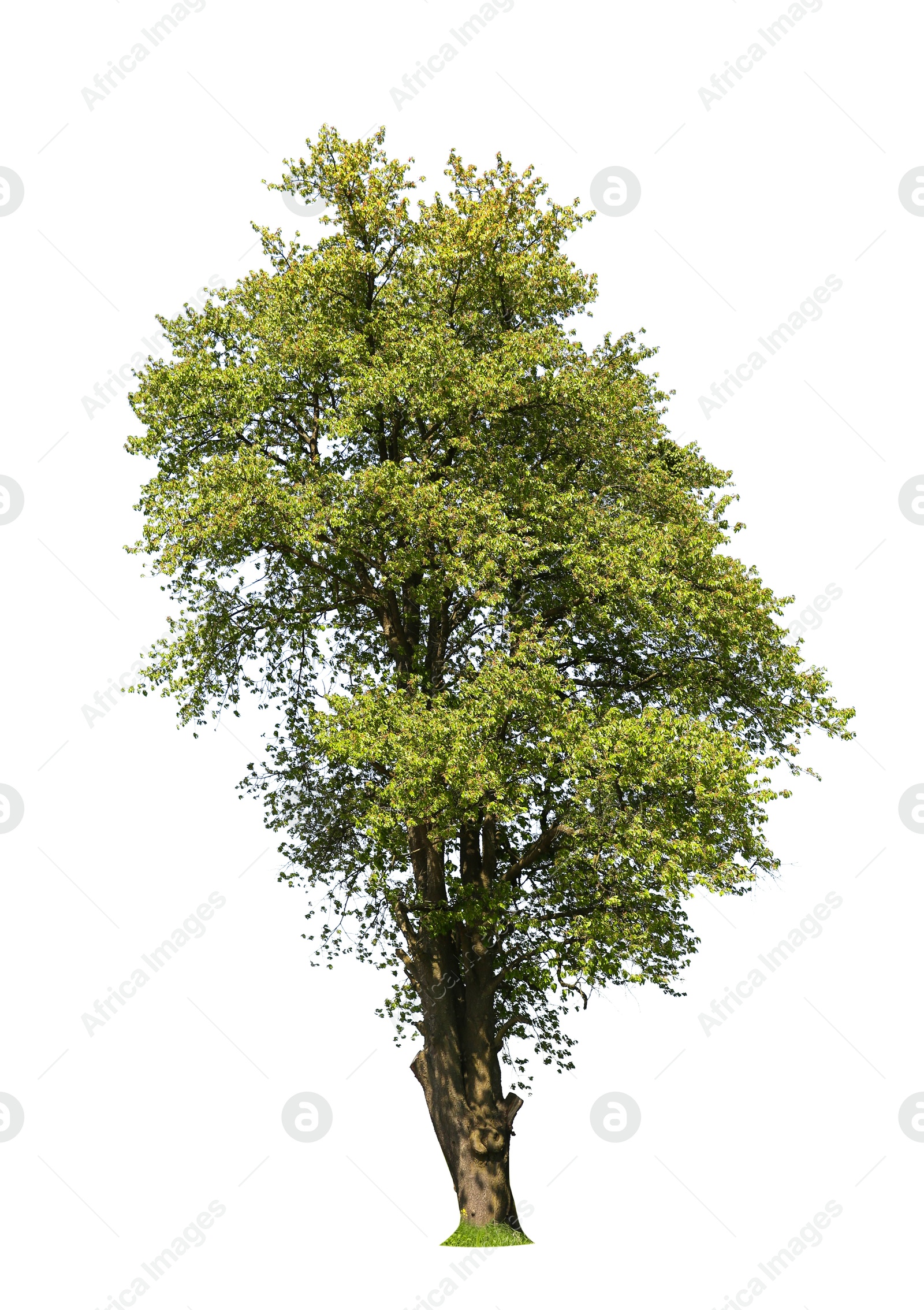 Image of Tree with bright green leaves isolated on white