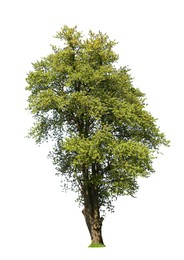 Image of Tree with bright green leaves isolated on white