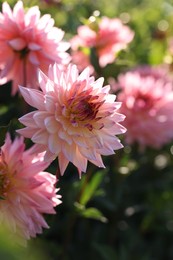 Photo of Beautiful pink dahlia flowers growing in garden