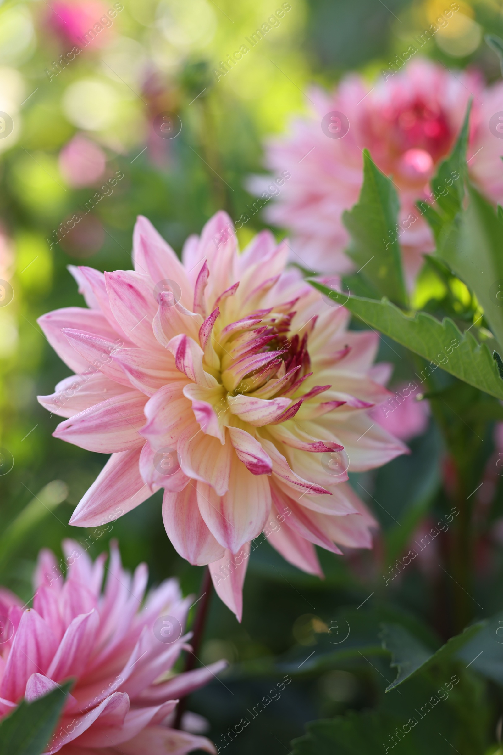 Beautiful pink dahlia flowers with green leaves growing outdoors Photo of Beautiful pink dahlia flowers with green leaves growing outdoors