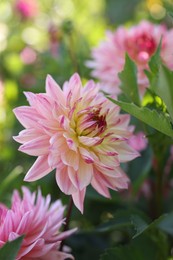 Photo of Beautiful pink dahlia flowers with green leaves growing outdoors