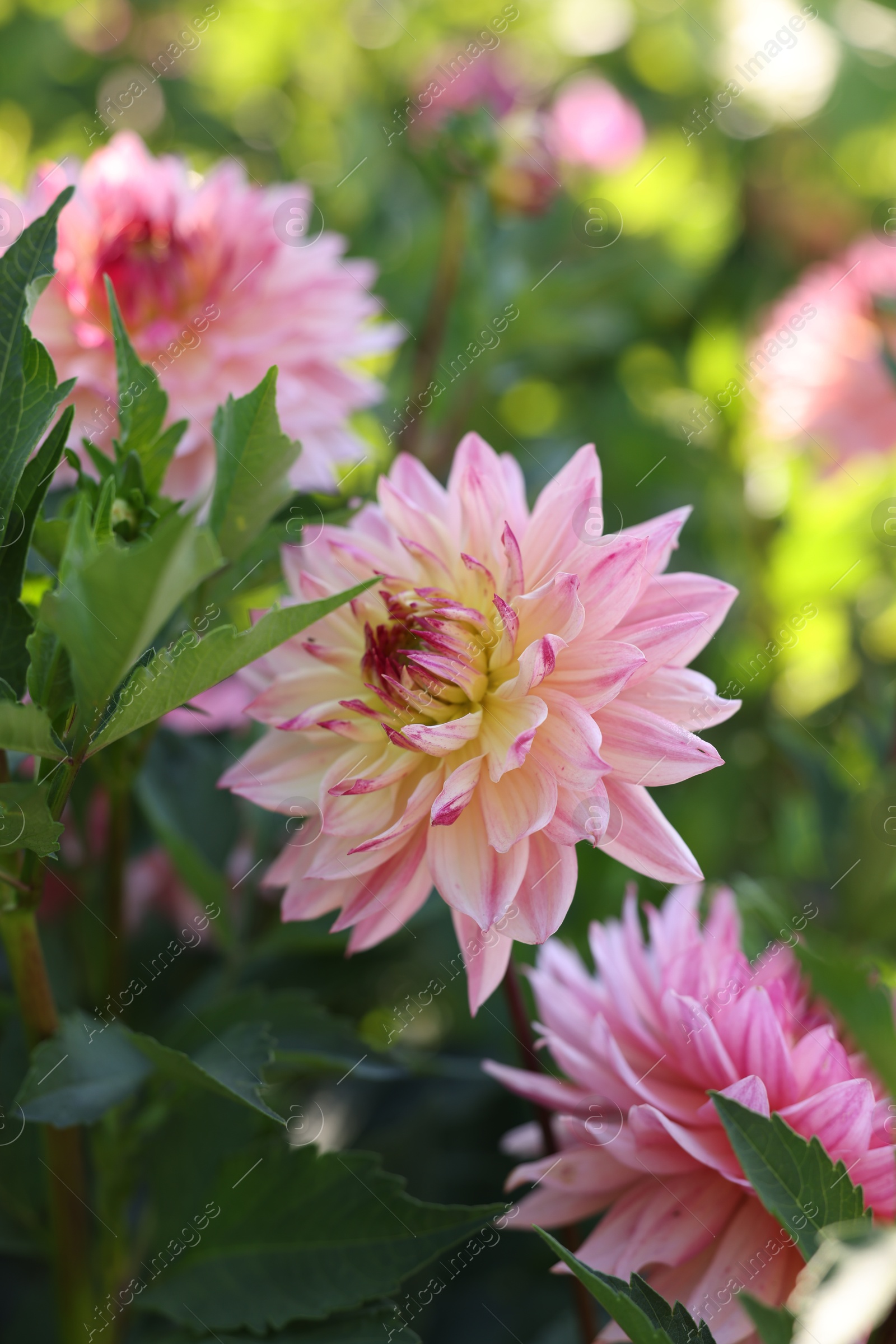 Photo of Beautiful pink dahlia flowers with green leaves growing outdoors