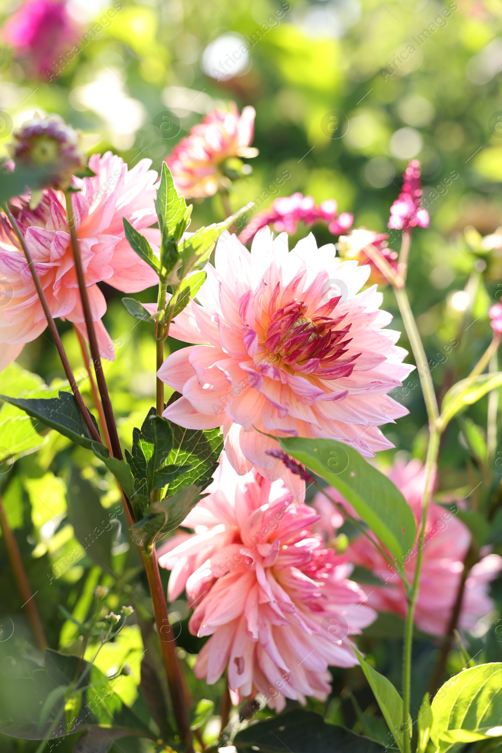 Photo of Beautiful pink dahlia flowers growing on sunny day