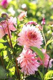 Photo of Beautiful pink dahlia flowers growing on sunny day