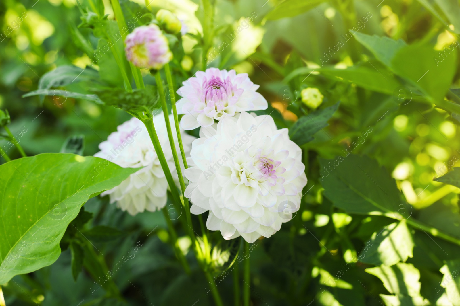 Photo of Beautiful color dahlia flowers with green leaves growing outdoors