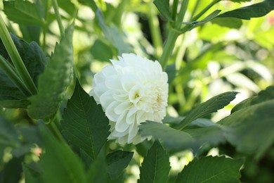 Photo of Beautiful white dahlia flower with green leaves growing outdoors